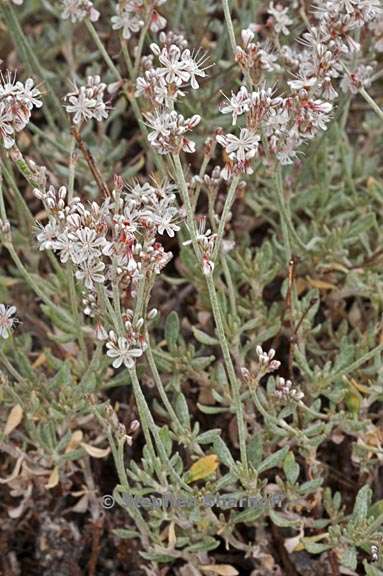 eriogonum wrightii var subscaposum 2 graphic